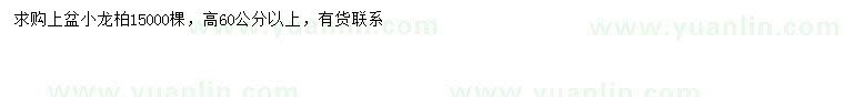 求購高60公分以上小龍柏