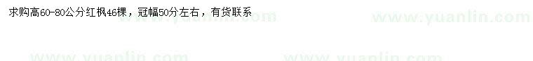 求購高60-80公分紅楓