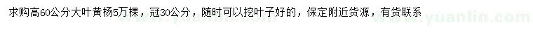 求購高60公分大葉黃楊