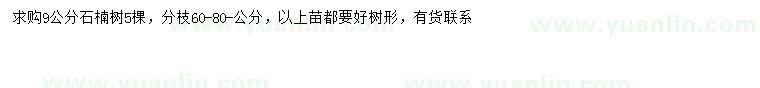求購9公分石楠樹