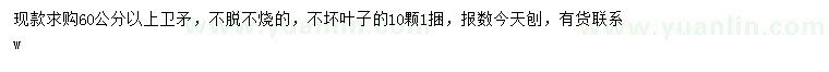 求購60公分以上衛(wèi)矛