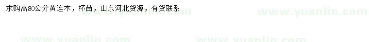 求購高80公分黃連木