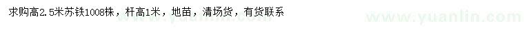 求購高2.5米蘇鐵
