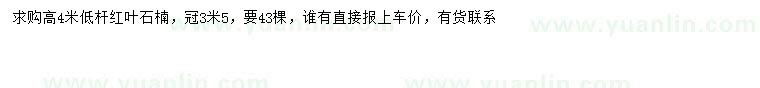 求購高4米紅葉石楠