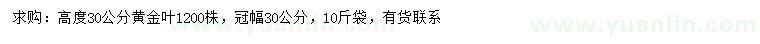 求購高30公分黃金葉