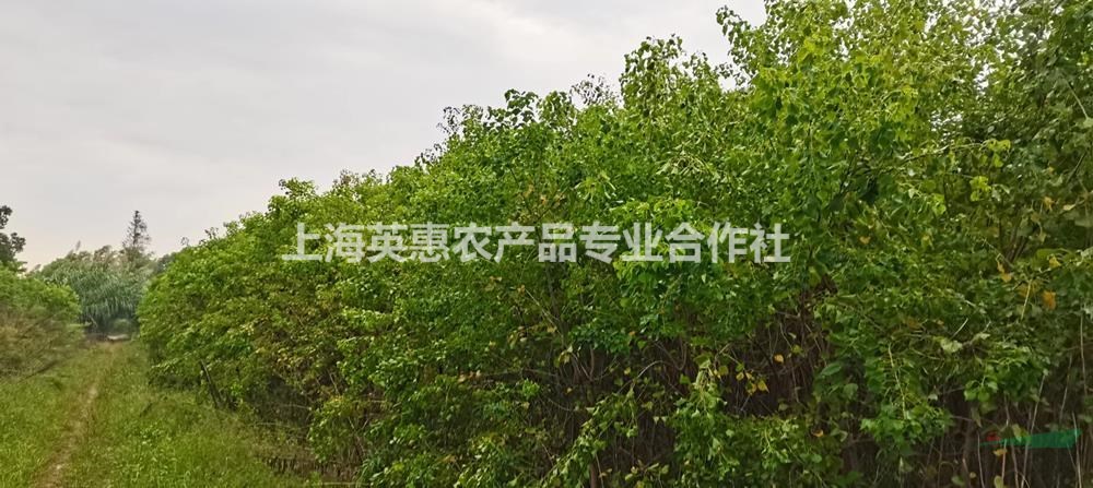 上海烏桕小苗行情報價/上海烏桕小苗圖片展示