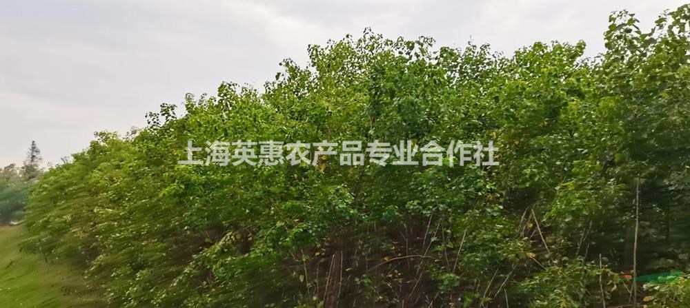 上海烏桕小苗哪里好/哪家便宜