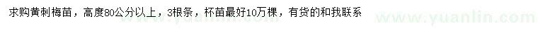 求購高80公分以上黃刺梅苗