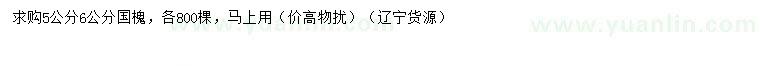 求購5、6公分國槐
