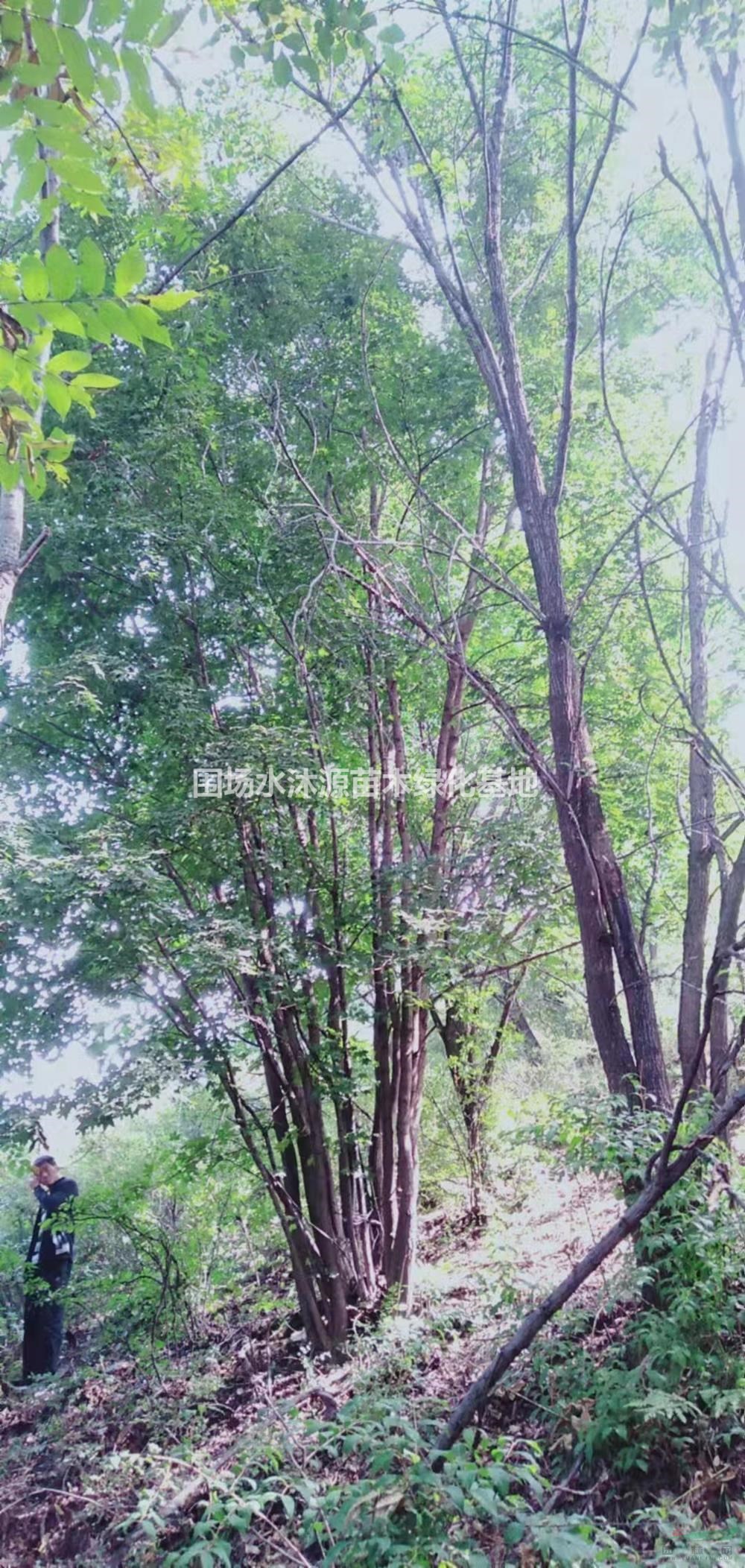 供應(yīng)5公分叢生元寶楓 8公分叢生元寶楓 15公分叢生元寶楓