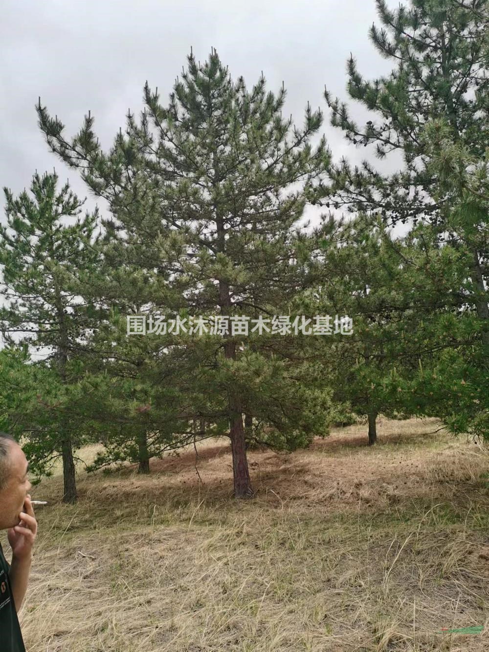 河北圍場油松廠家供應 防風固沙油松樹苗基地 承德油松價格便宜