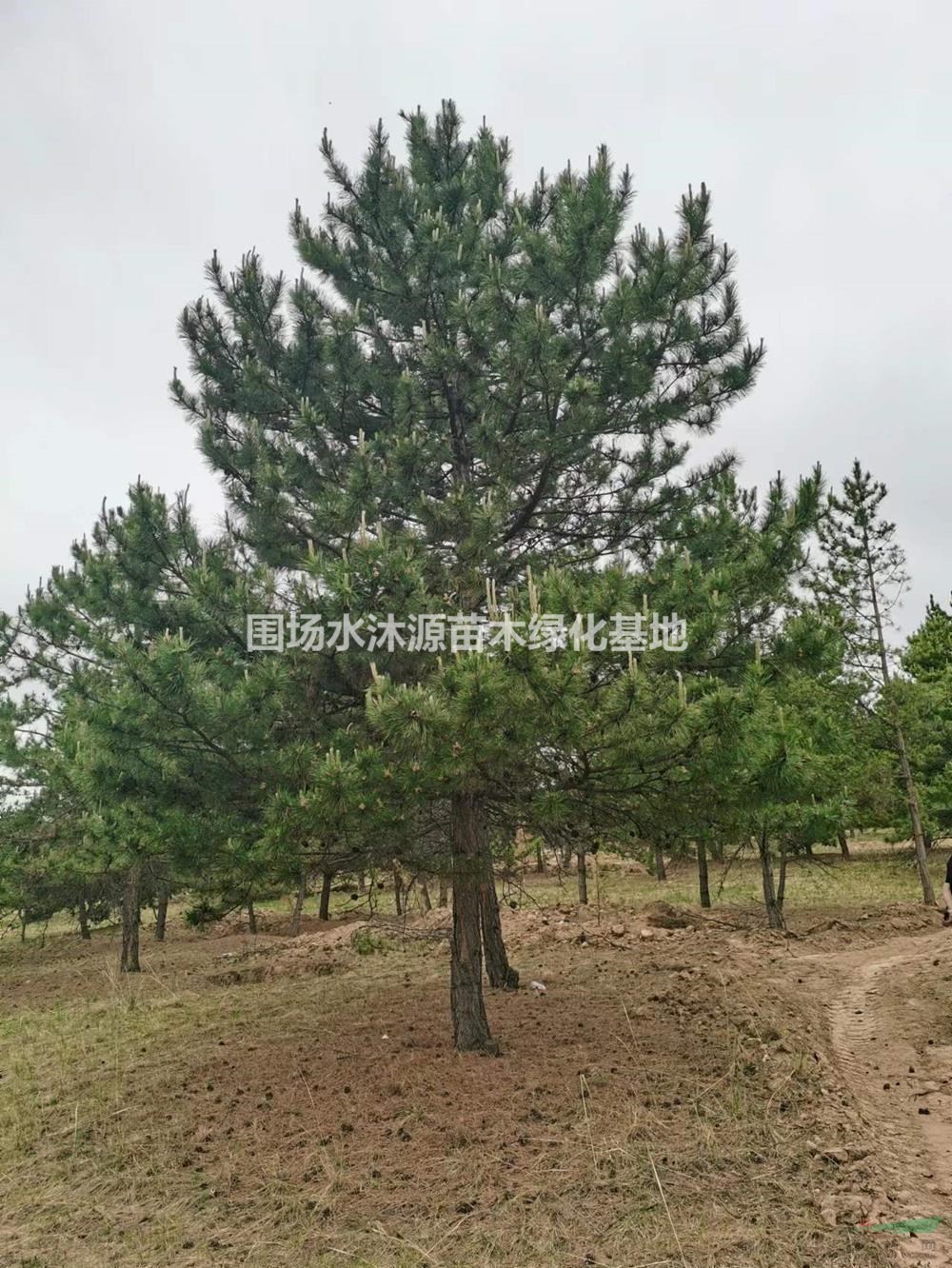 河北圍場油松廠家供應 防風固沙油松樹苗基地 承德油松價格便宜