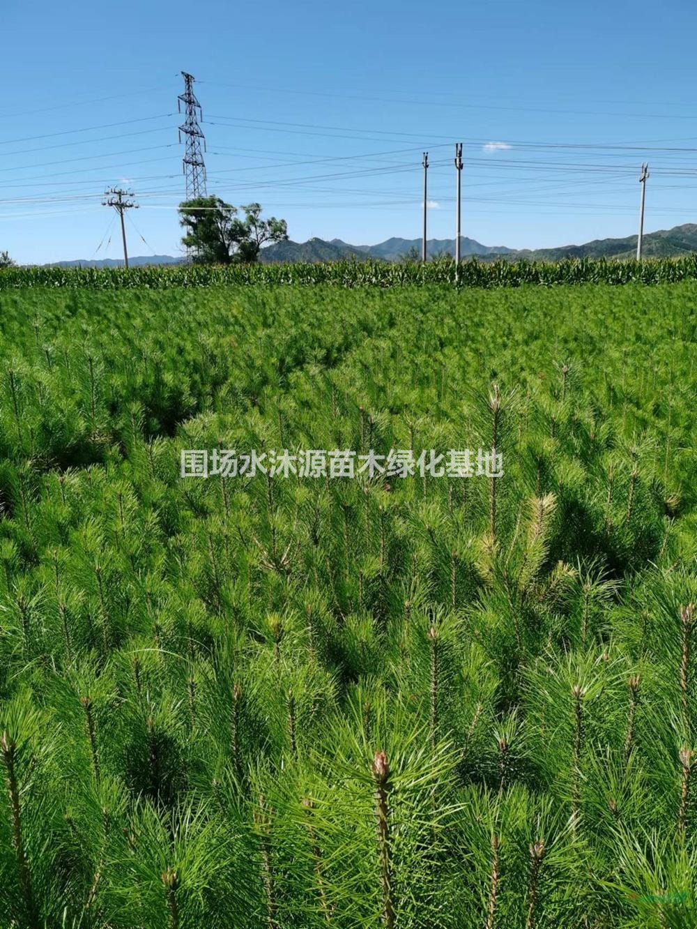 河北油松營養(yǎng)杯苗哪里好 承德油松營養(yǎng)杯苗哪家便宜 采購油松營養(yǎng)杯苗到圍場