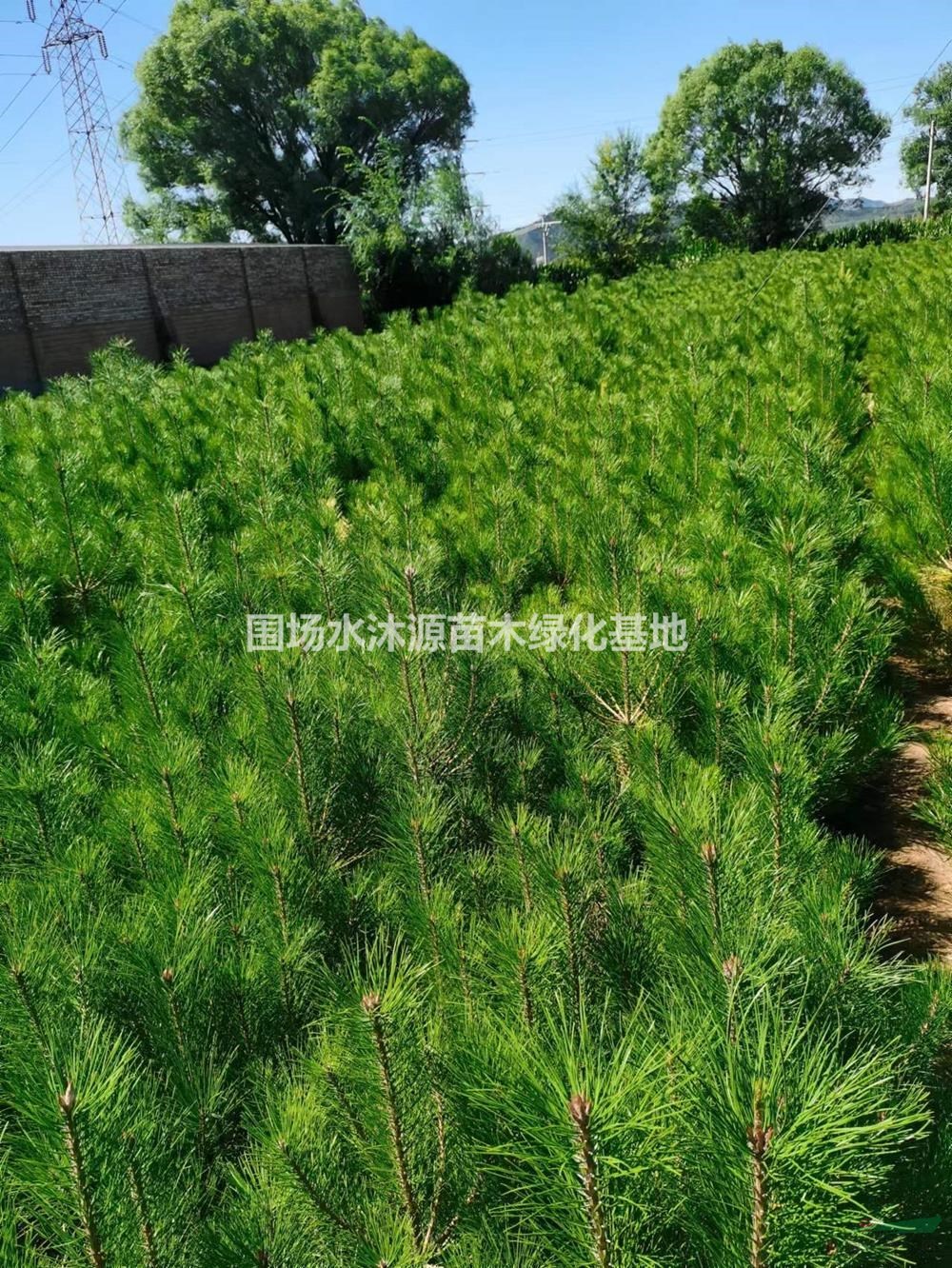河北油松營養(yǎng)杯苗哪里好 承德油松營養(yǎng)杯苗哪家便宜 采購油松營養(yǎng)杯苗到圍場