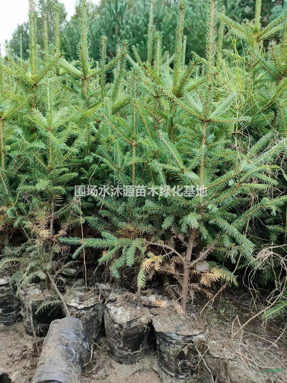 云杉營(yíng)養(yǎng)杯苗 云杉大杯苗 云杉小杯苗 承德云杉營(yíng)養(yǎng)杯苗培育基地