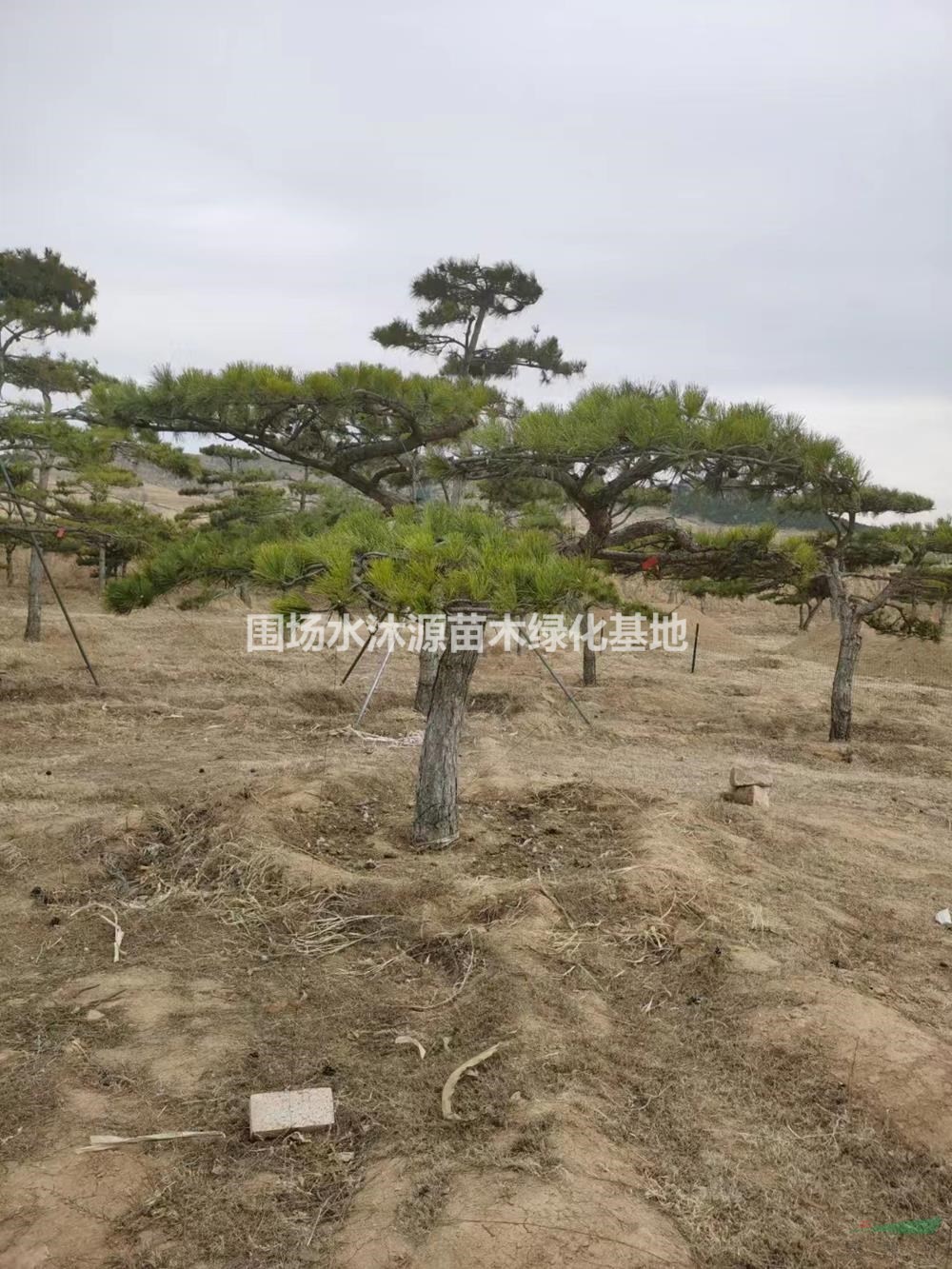 供應(yīng)胸徑10－40公分造型油松 大規(guī)格造型油松 可定制造型油松