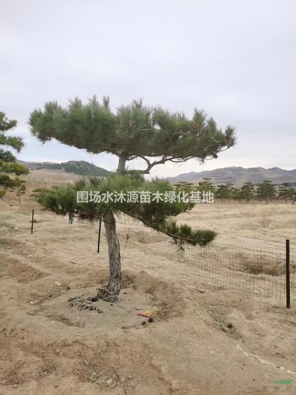 供應(yīng)胸徑10－40公分造型油松 大規(guī)格造型油松 可定制造型油松