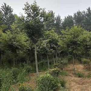 苗圃供應楓香樹  2-15公分楓香