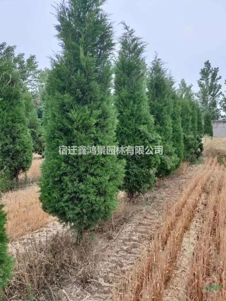 苗圃低價直銷蜀檜價格，蜀檜苗價格，2米蜀檜價格，基地批發(fā)，1..