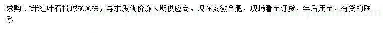 求購1.2米紅葉石楠球
