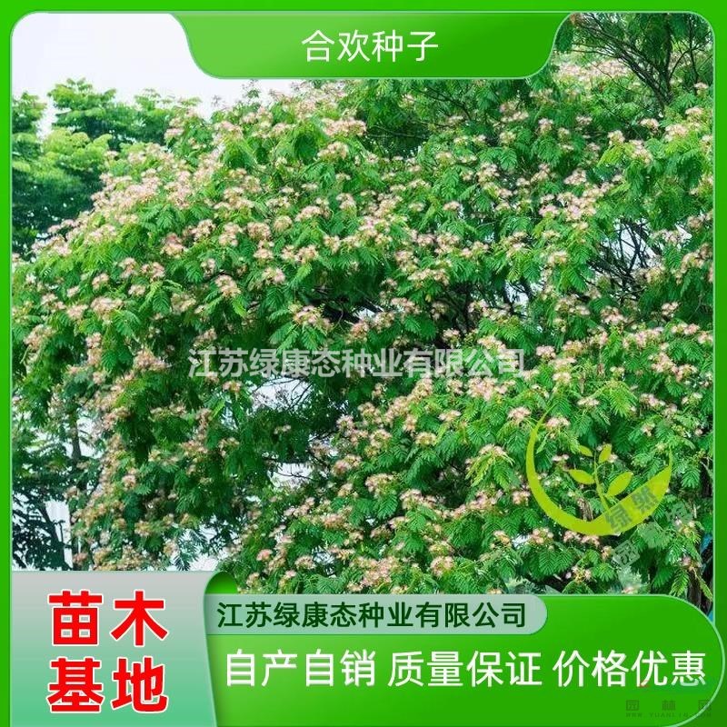 供應(yīng)合歡樹 精品合歡樹供應(yīng)商 合歡種子發(fā)芽率高 合歡種子質(zhì)量保證