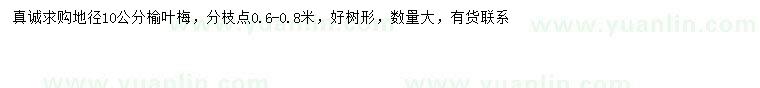 求購地徑10公分榆葉梅