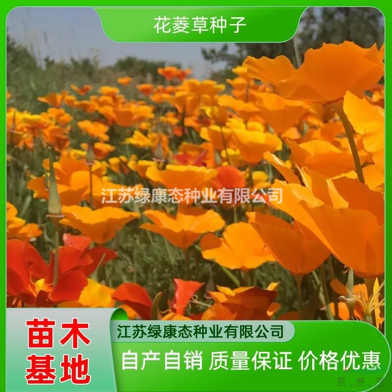 供應(yīng)花菱草 花菱草苗 花菱草花海 花菱草種子 自產(chǎn)自銷花菱草種子