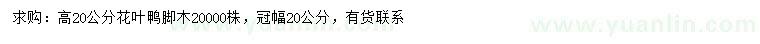 求購高20公分花葉鴨腳木