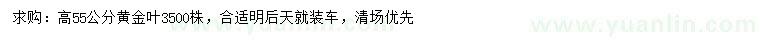 求購高55公分黃金葉