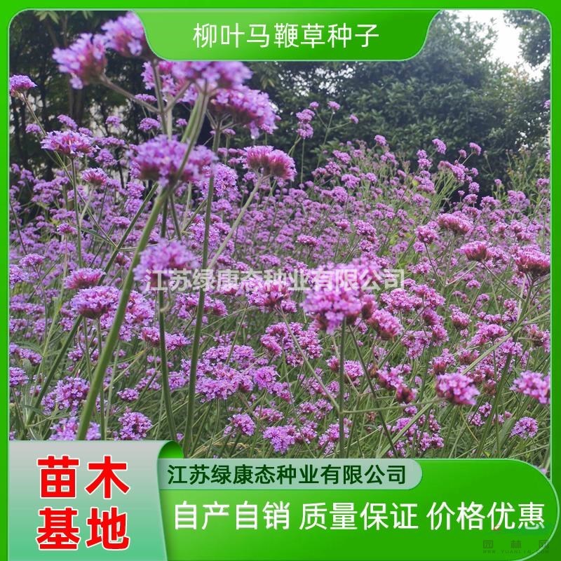 供應(yīng)柳葉馬鞭草小苗 柳葉馬鞭草苗 柳葉馬鞭草種苗 柳葉馬鞭草種子