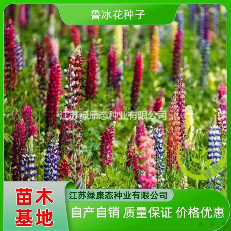 供應(yīng)魯冰花小苗 魯冰花苗 魯冰花種苗 魯冰花種子 自產(chǎn)自銷魯冰花種子發(fā)芽率高 魯冰花花海