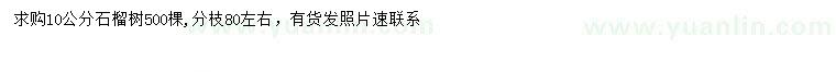求購10公分石榴樹
