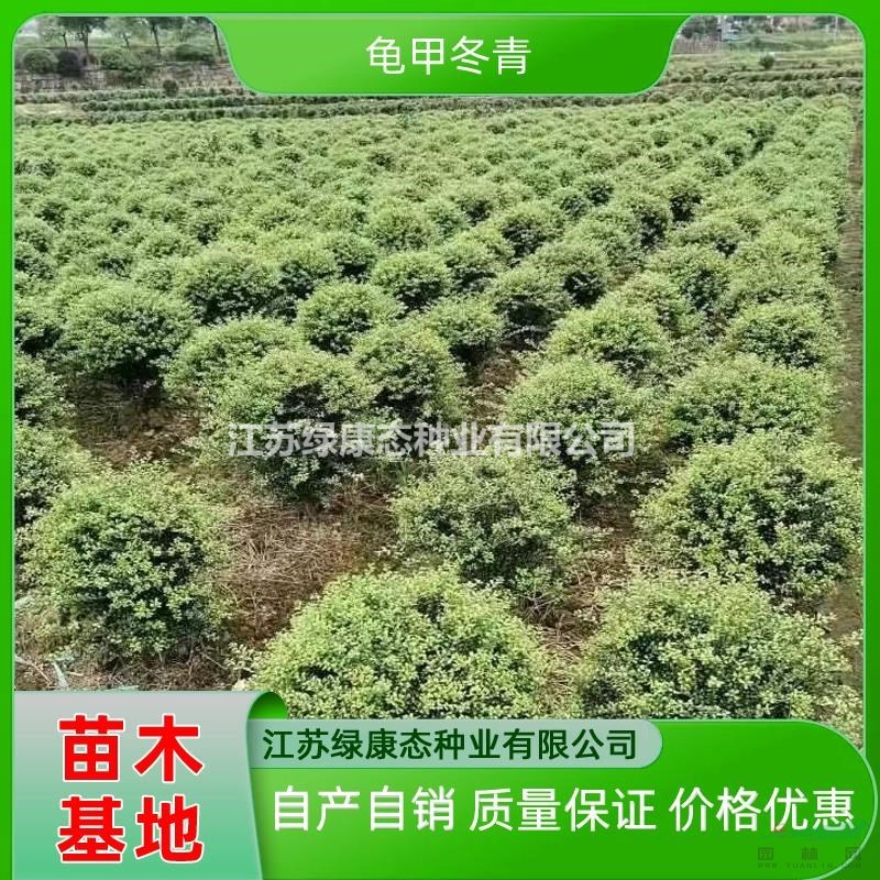 ​基地供應(yīng)龜甲冬青球 精品龜甲冬青球 龜甲冬青球容器苗 自產(chǎn)自銷容器苗龜甲冬青球