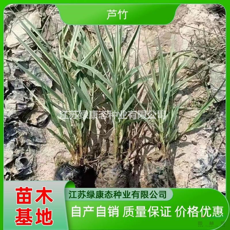 基地供應(yīng)花葉蘆竹 花葉蘆竹苗價(jià)格 花葉蘆竹杯苗 花葉蘆竹容器苗