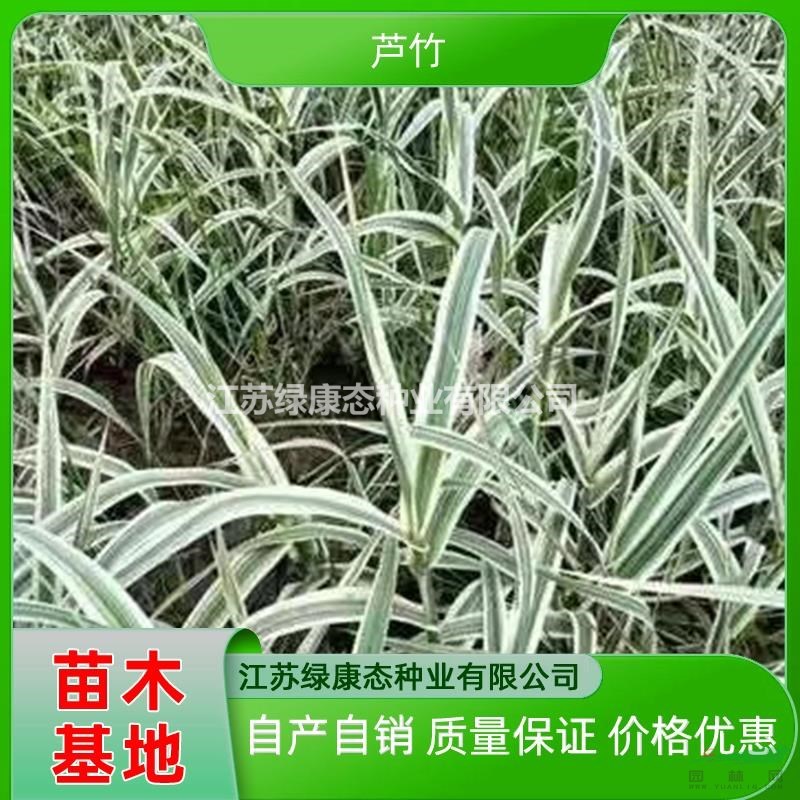 自產(chǎn)自銷容器苗花葉蘆竹質(zhì)量保證 花葉蘆竹價格優(yōu)惠 花葉蘆竹批發(fā)