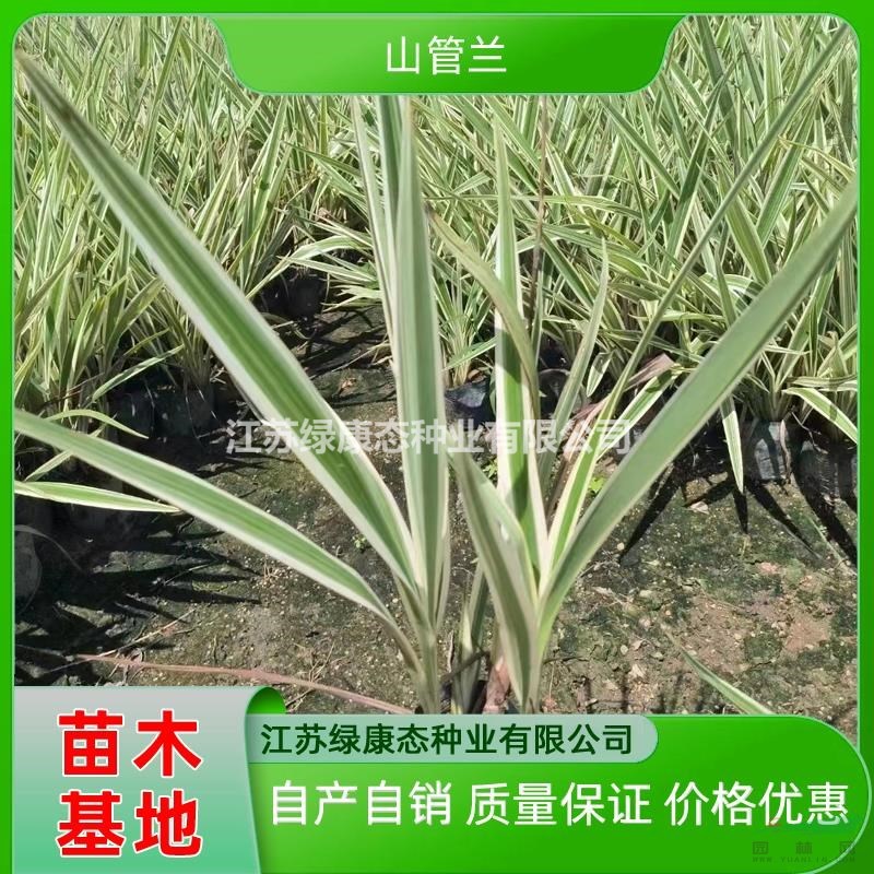 供應(yīng)山管蘭苗 山管蘭容器苗 自產(chǎn)自銷容器苗山管蘭質(zhì)量保證