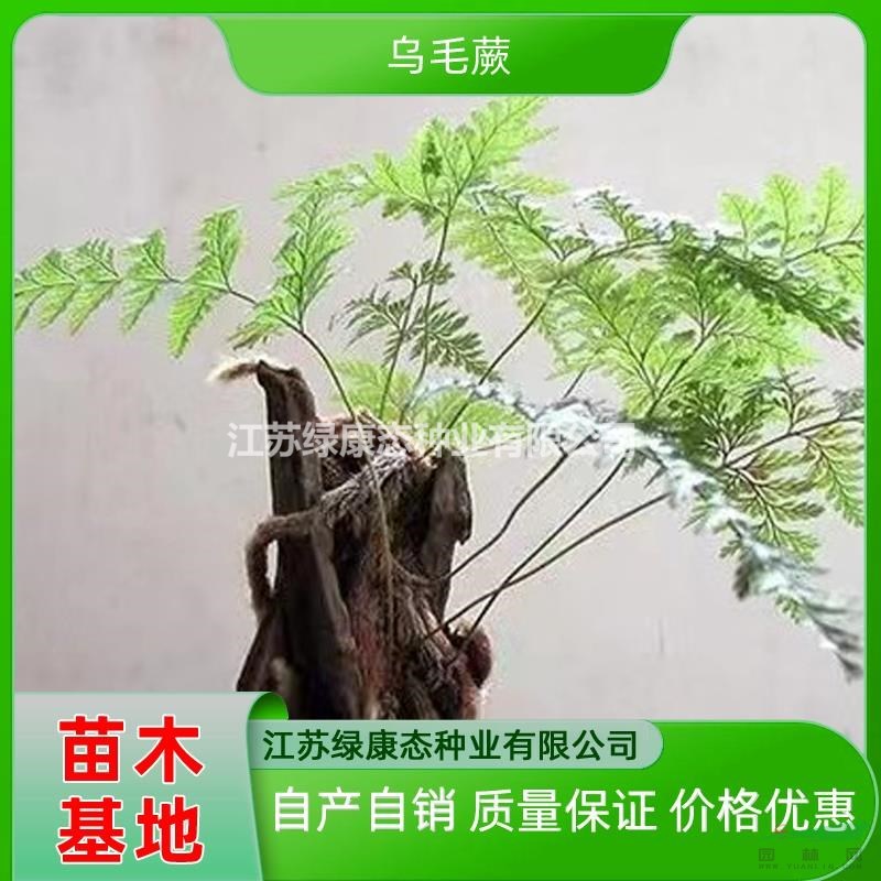 基地大量供應(yīng)烏毛蕨 烏毛蕨苗 烏毛蕨容器苗 自產(chǎn)自銷容器苗烏毛蕨質(zhì)量保證