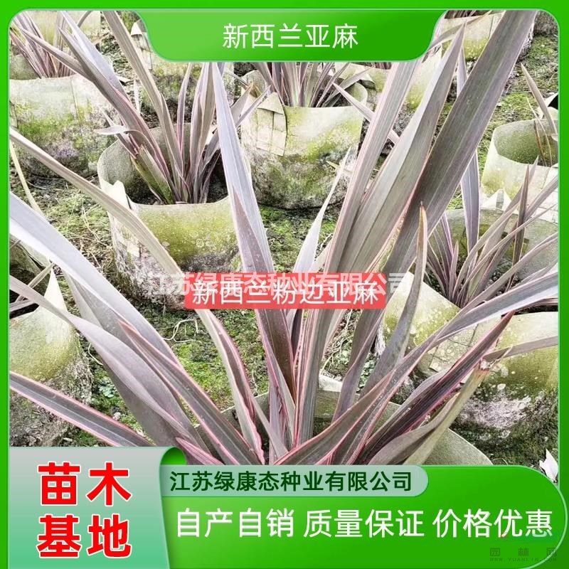 供應(yīng)新西蘭亞麻苗 新西蘭亞麻袋苗 新西蘭亞麻容器苗 自產(chǎn)自銷容器苗新西蘭亞麻