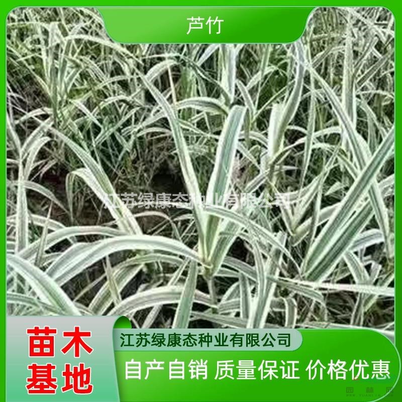 現(xiàn)挖花葉蘆竹易栽種小區(qū)庭院道路公園花葉蘆竹綠化造景 花葉蘆竹容器苗