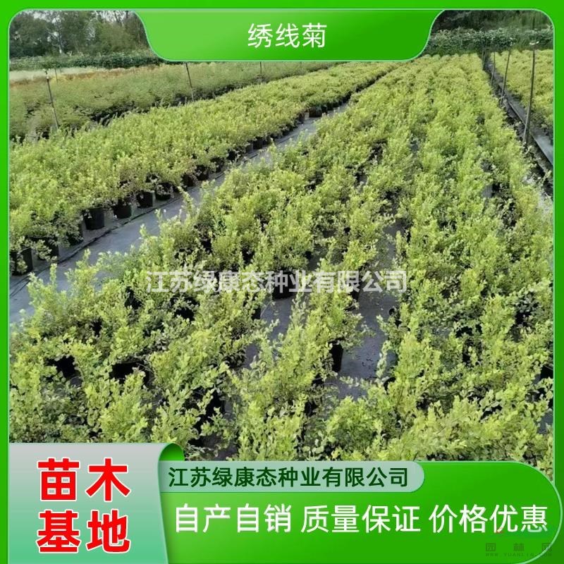 江蘇繡線菊哪里好 繡線菊容器苗哪家便宜 自產(chǎn)自銷容器苗繡線菊