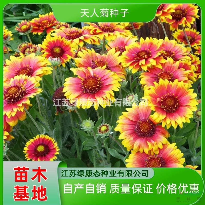 供應(yīng)天人菊質(zhì)量保證 天人菊苗 天人菊種苗 天人菊種子 自產(chǎn)自銷天人菊種子發(fā)芽率高