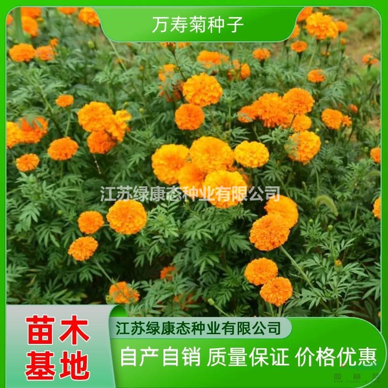 供應(yīng)萬壽菊 批發(fā)萬壽菊苗 萬壽菊種苗 萬壽菊種子 自產(chǎn)自銷萬壽菊種子發(fā)芽率高