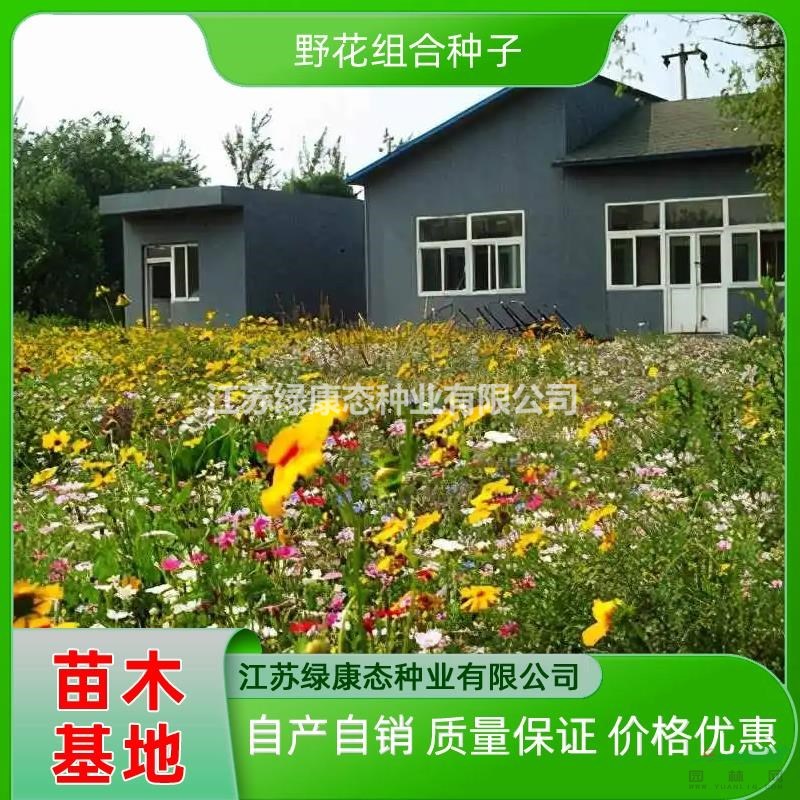 供應(yīng)野花 批發(fā)野花苗 野花種苗 野花花海 野花組合種子發(fā)芽率保證