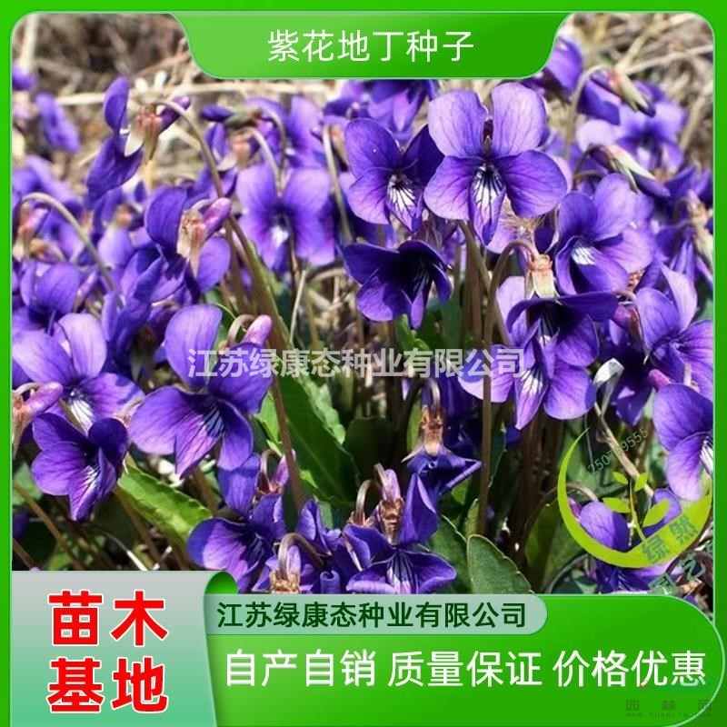 供應(yīng)紫花地丁 紫花地丁苗 紫花地丁小苗 發(fā)芽率高紫花地丁種子自產(chǎn)自銷