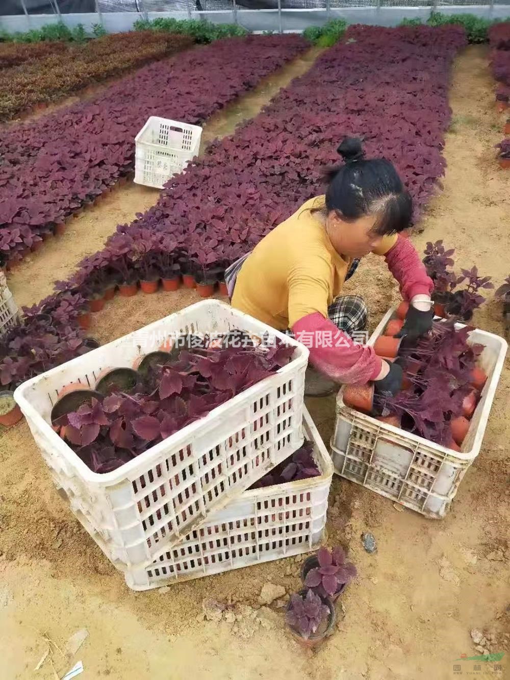 批發(fā)紅彩葉 自產(chǎn)自銷紅彩葉 基地直供紅彩葉 低價(jià)出售紅彩葉