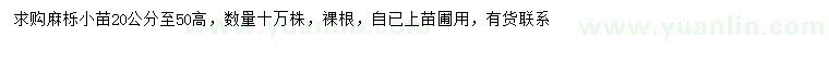 求購高20-50公分麻櫟小苗