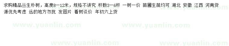 求購(gòu)高8-12米叢生樸樹(shù)