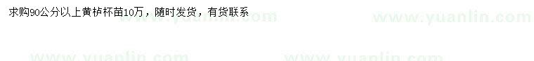 求購90公分以上黃櫨