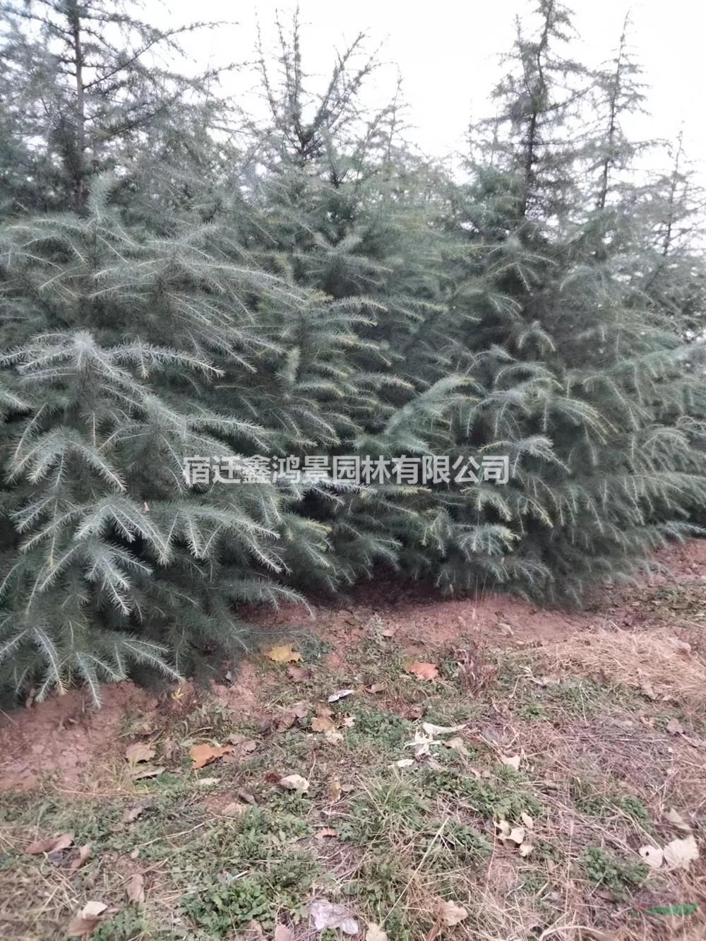 苗圃低價直銷2一5米雪松基地，雪松價格，