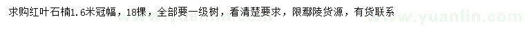 求購冠幅1.6米紅葉石楠